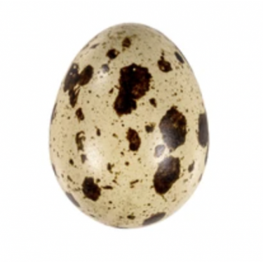 Násadové vejce - křepelka - ITALSKÝ GIGANT