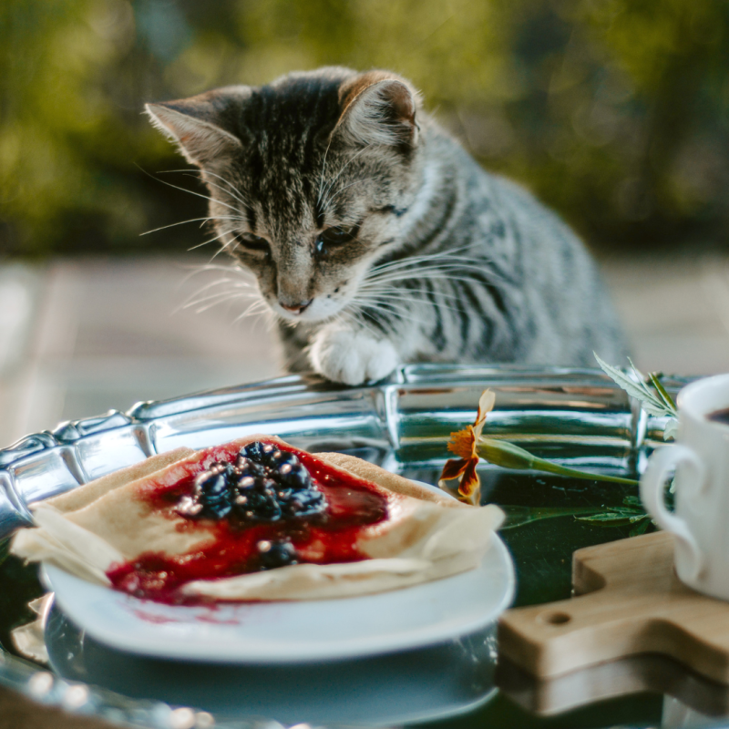 Co nesmí jíst kočka?