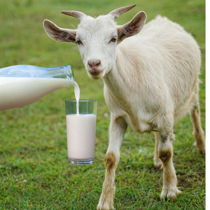 Jak zpracovat kozí mléko?