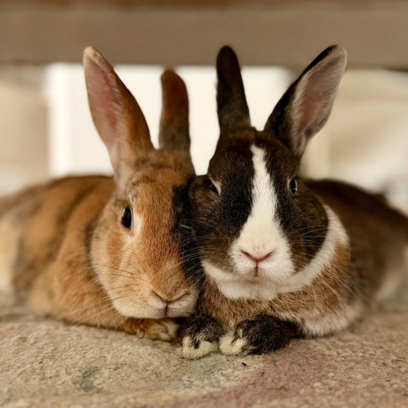 Jak na chov králíků na jaře