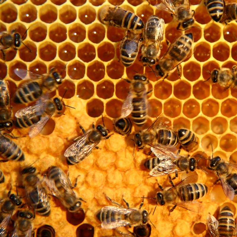 Včelařství: vše pro začátečníky