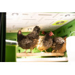 KERBL SmartCoop LED osvětlení kurníku
