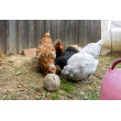 Klovací koule pro slepice - 6 ks (3kg)