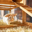 Dřevěná králíkárna REGENSBURG, 1460x460x940 mm