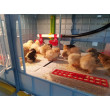 Poultry rearing house CIMUKA CB40 MIDI