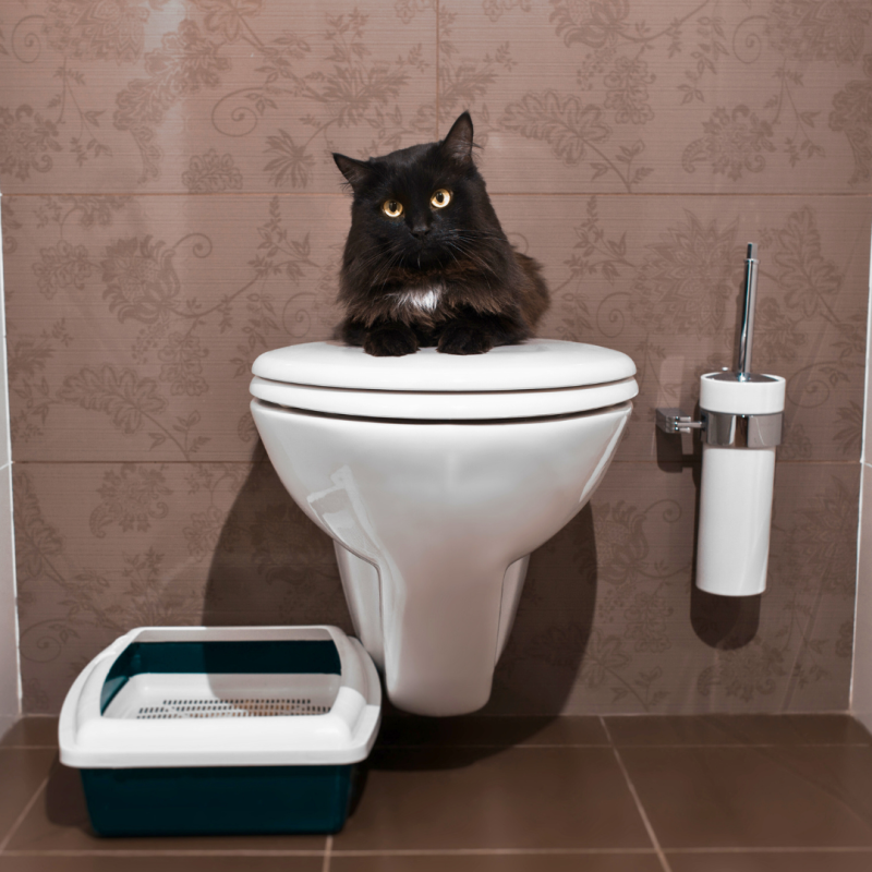 Jak naučit kočku chodit na lidský záchod?