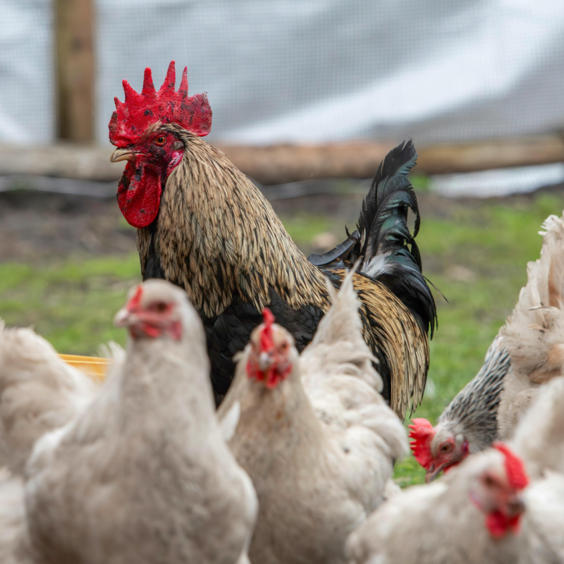 Způsoby chovu drůbeže