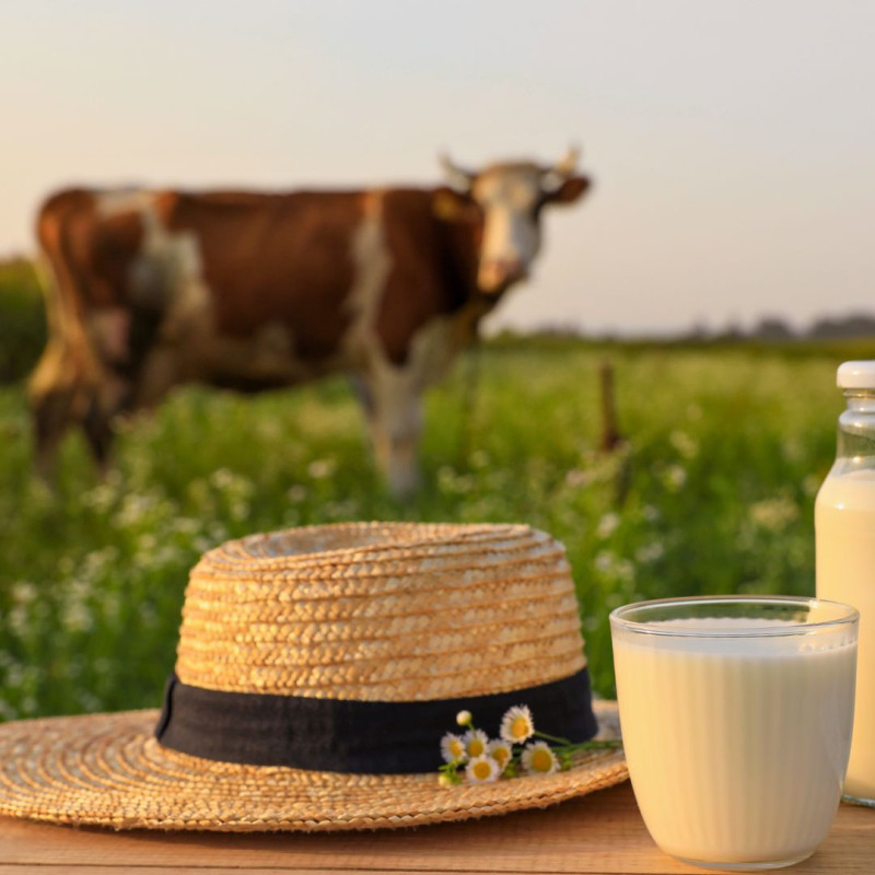 Co ovlivňuje chuť mléka?