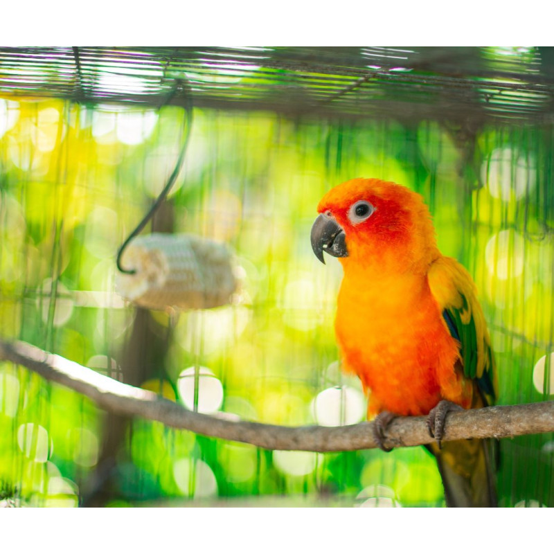 Jak vybrat klec pro papouška a kam ji umístit