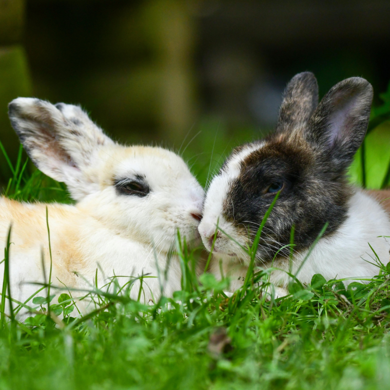 Jak poznat březost u králice?