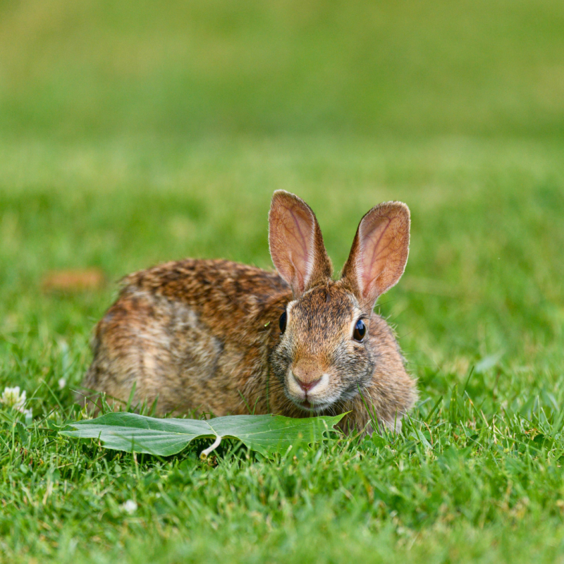 Králík vs. zajíc: Jaký je mezi nimi rozdíl?