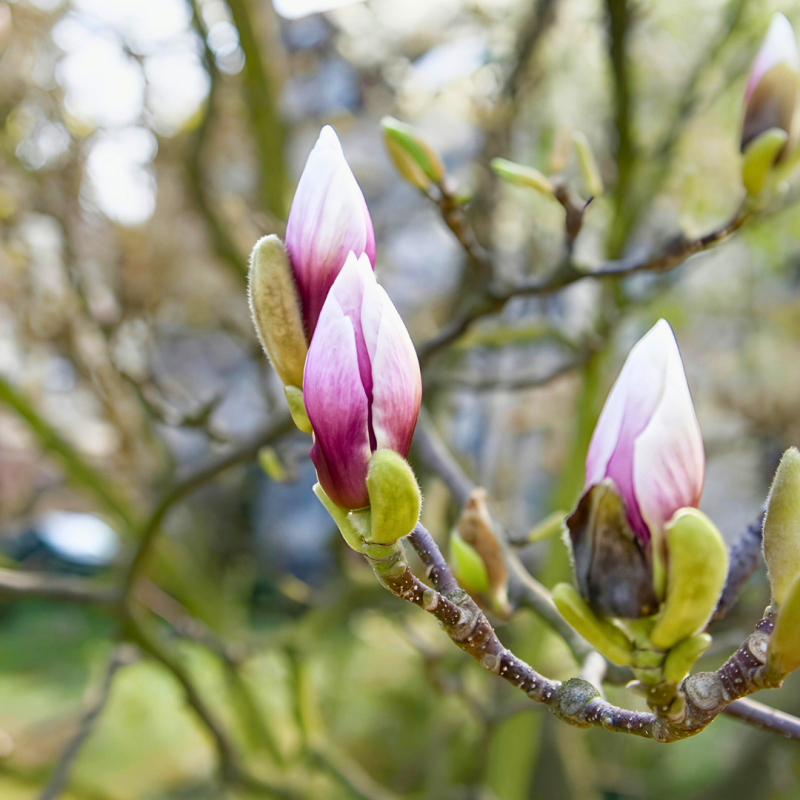Jak ochránit zahradu před jarními mrazíky?