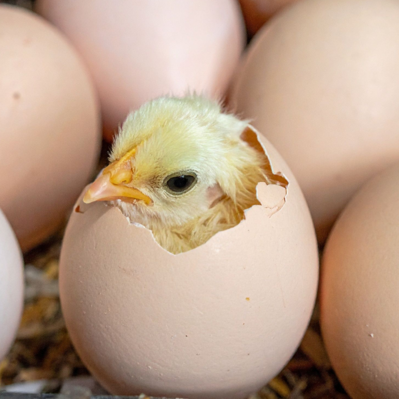 Jaká má být optimální teplota v líhni kuřat?