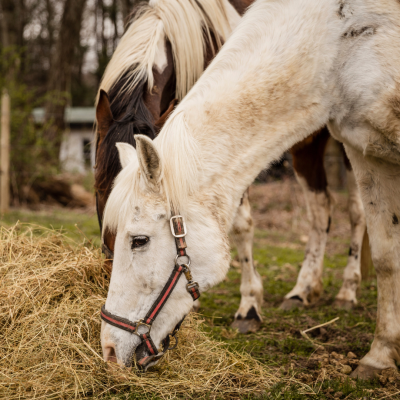 Žaludeční vředy u koní