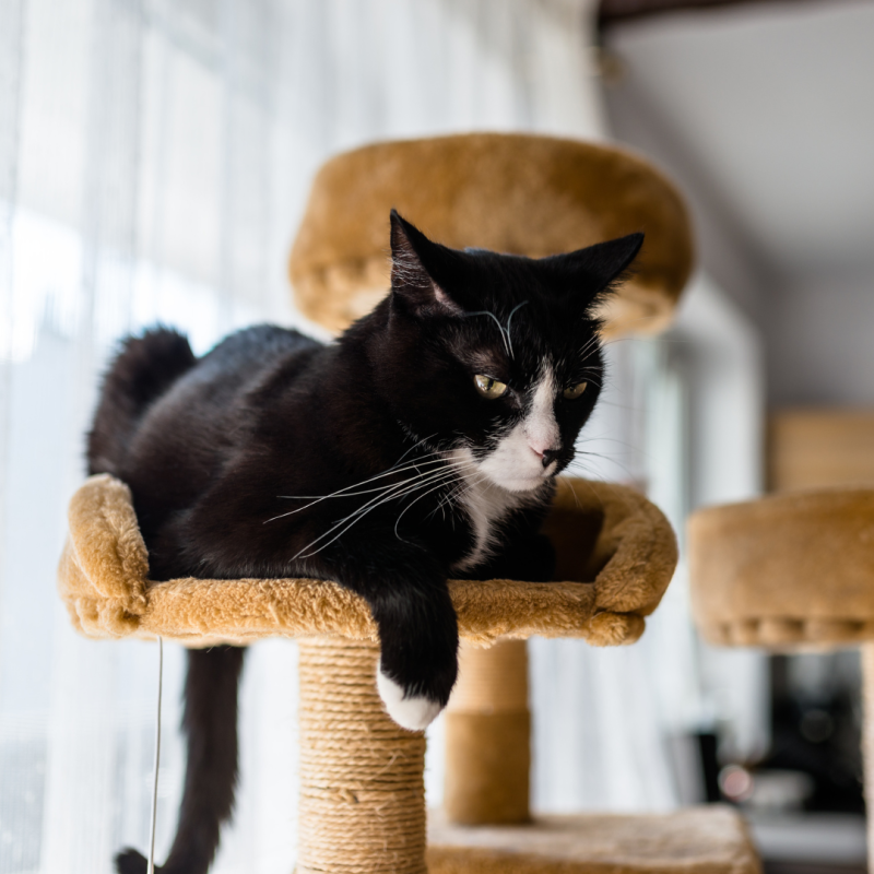 Proč kočce pořídit škrabadlo?