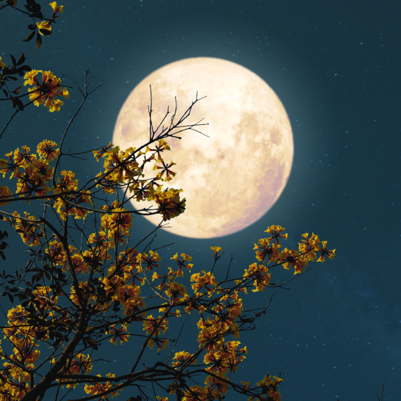 Měsíc a jeho vliv na zvířata a rostliny