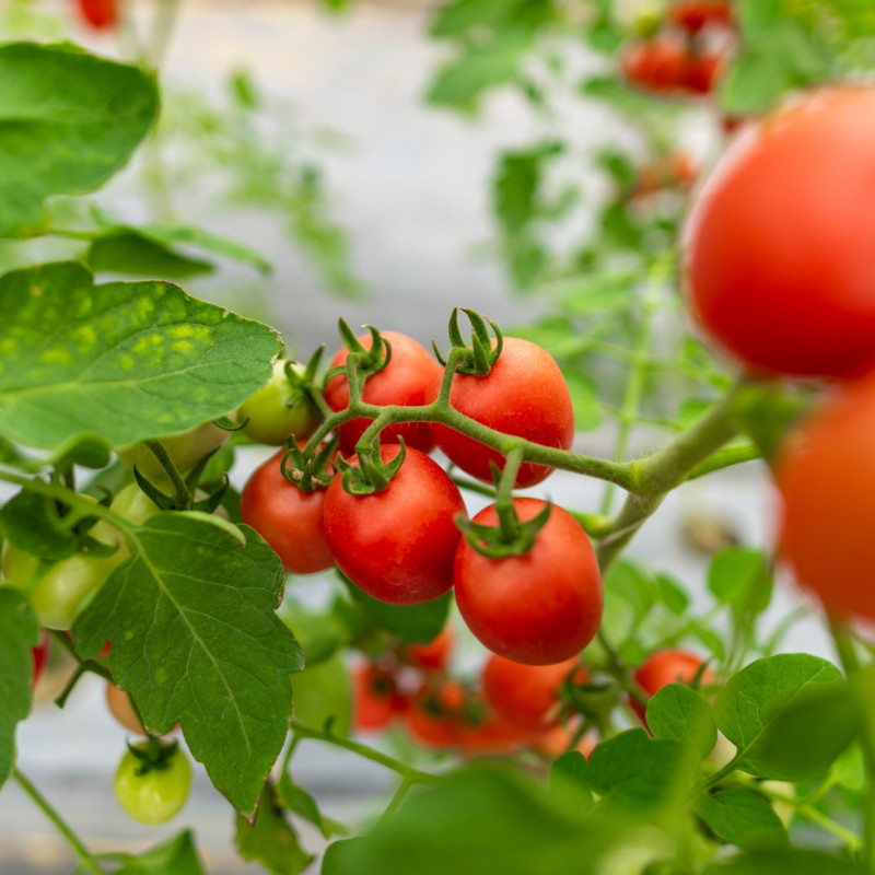 Rostliny vhodné pro začínající zahradníky 