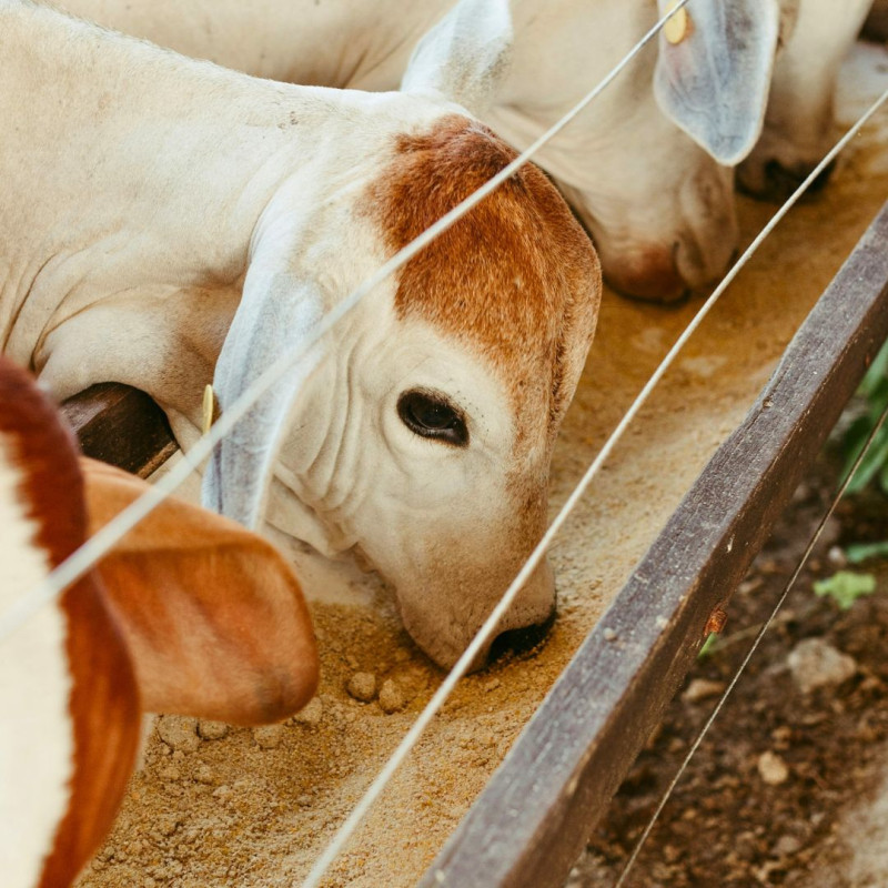 Domácí krmné směsi: na co si dát pozor