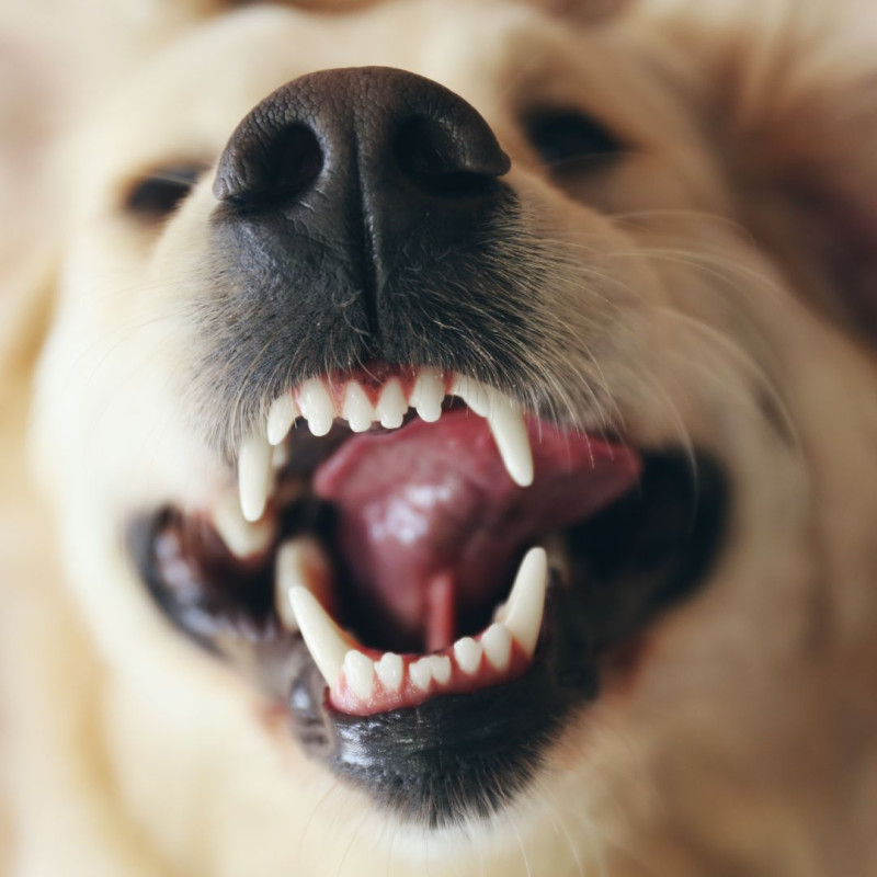 Přezubování u psů
